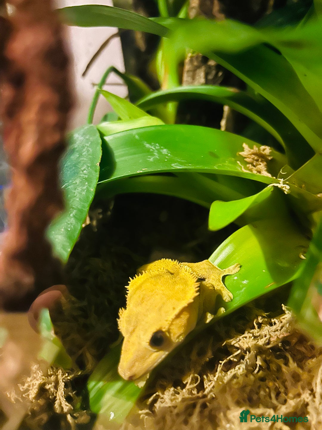 Gecko reptiles for sale: Crested Gecko Pair + Established Bioactive Setup  - Image 3
