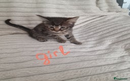 Mixed Breed cats for sale: Maine coon mixed kitchens - Image 5