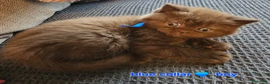 Blue collar 