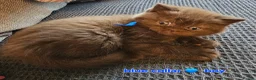 British Shorthair cats for sale: British short hairs / long hair  - Advert 6