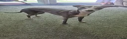 Italian Greyhound dogs for sale: Show standard KC reg Italian Greyhounds - Advert 16