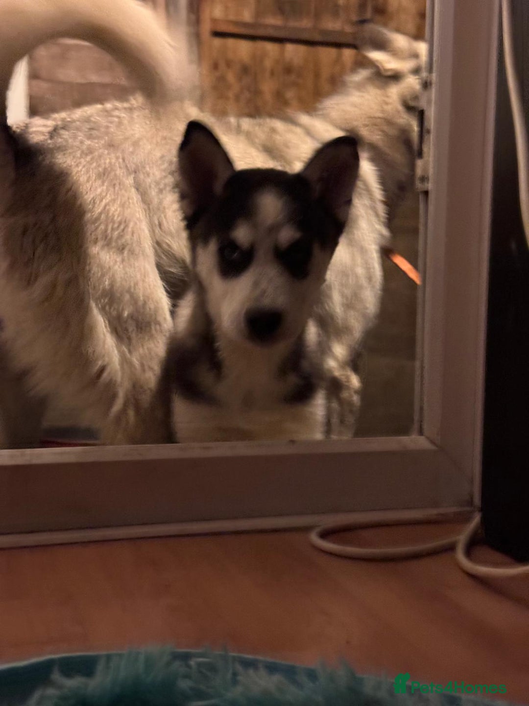 Siberian Husky dogs for sale: Beautiful little girls husky  - Image 2