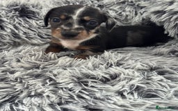 Miniature Dachshund dogs for sale: Miniature Dachshund puppies - Image 8