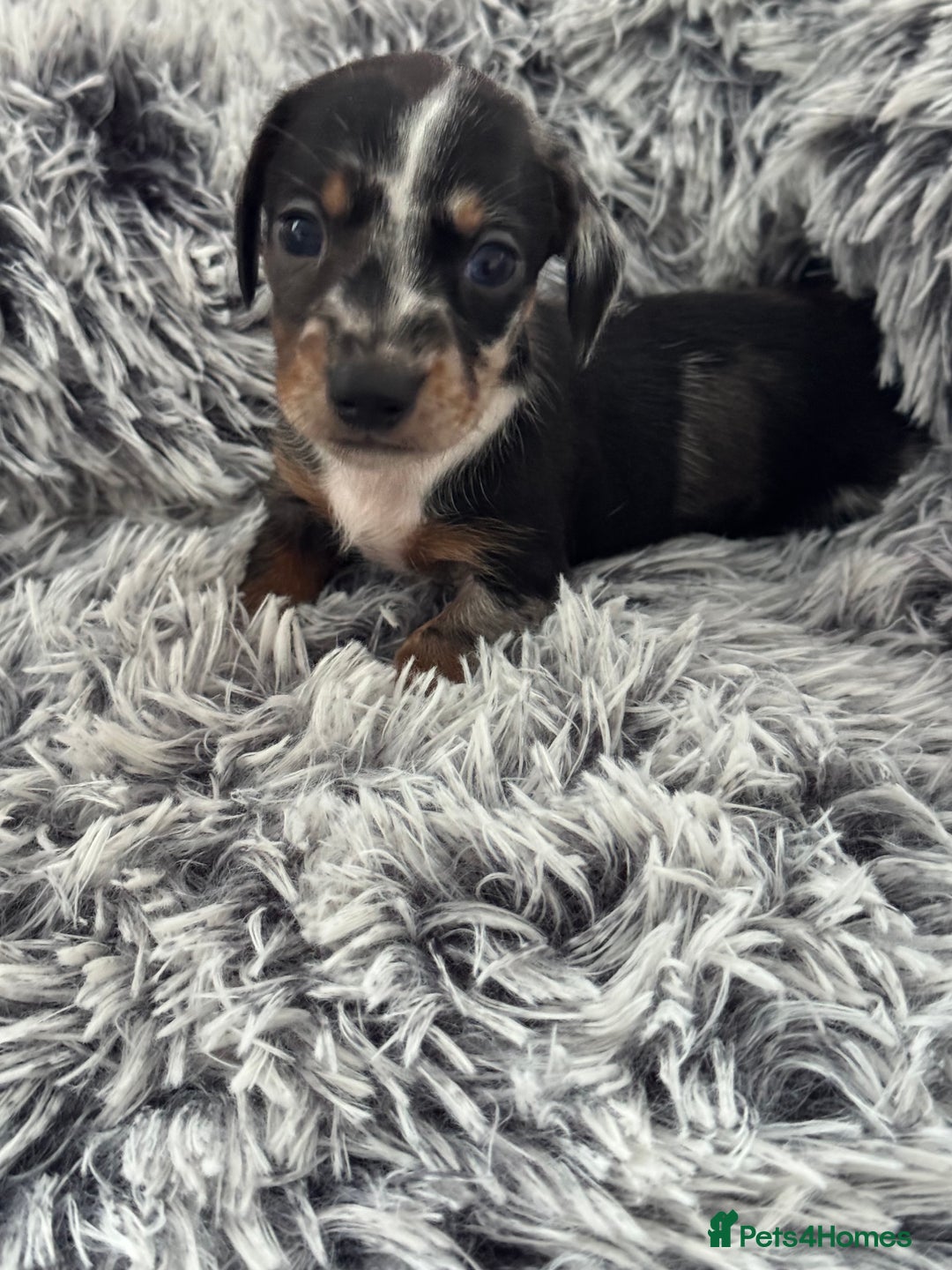Miniature Dachshund dogs for sale: Miniature Dachshund puppies - Image 8