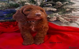 Cockapoo dogs for sale: RED COCKAPOO PUPS - Advert 8