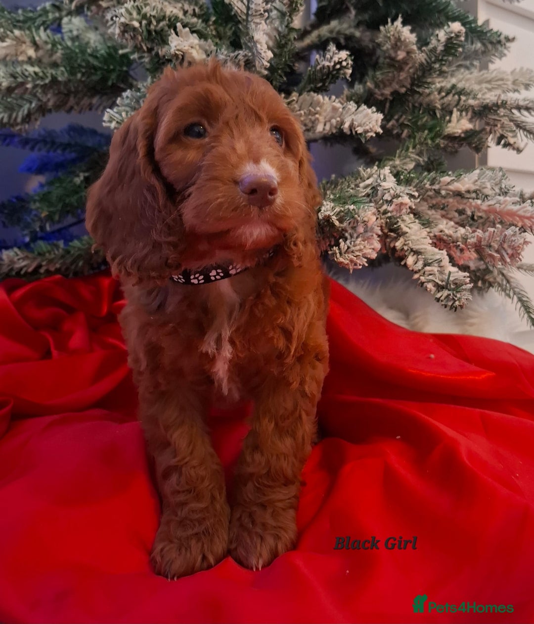Cockapoo dogs for sale: RED COCKAPOO PUPS - Advert 8