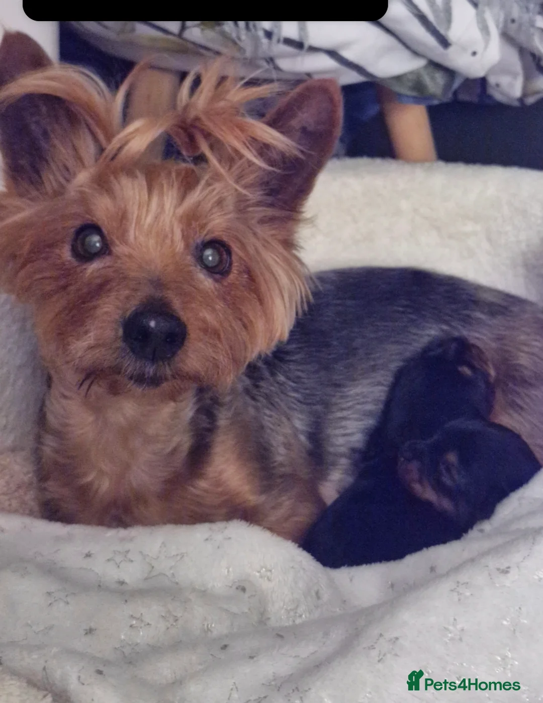 Yorkshire Terrier dogs for sale: 1Male & 1female  in Huddersfield - Advert 2
