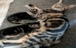 British Shorthair cats for sale: Stunning, Cheeky, Mischievous Kittens for Sale. - Image 6