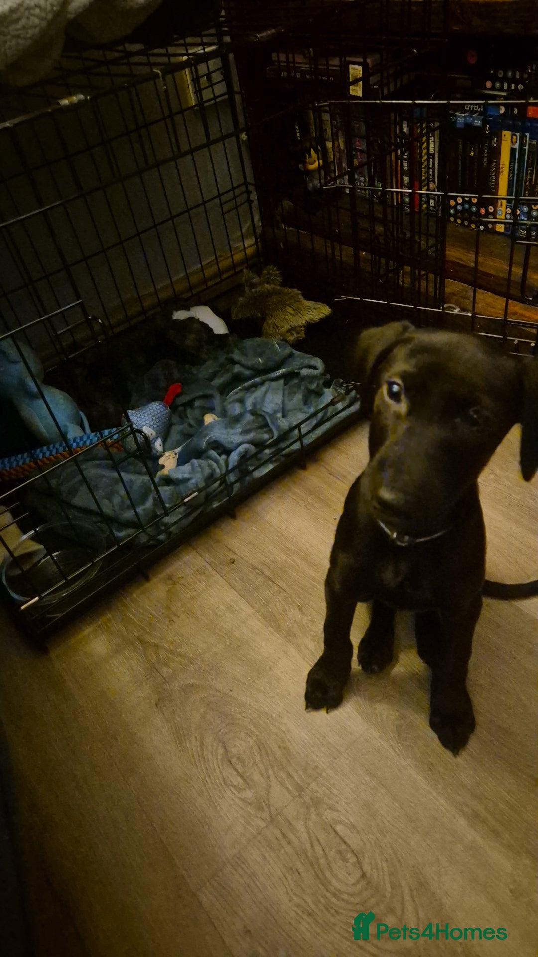 Mixed Breed dogs for sale: 13 week old labrador doberman puppy  - Image 6