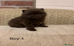 Pomeranian dogs for sale: Chocolate Pomeranian boys - Image 3