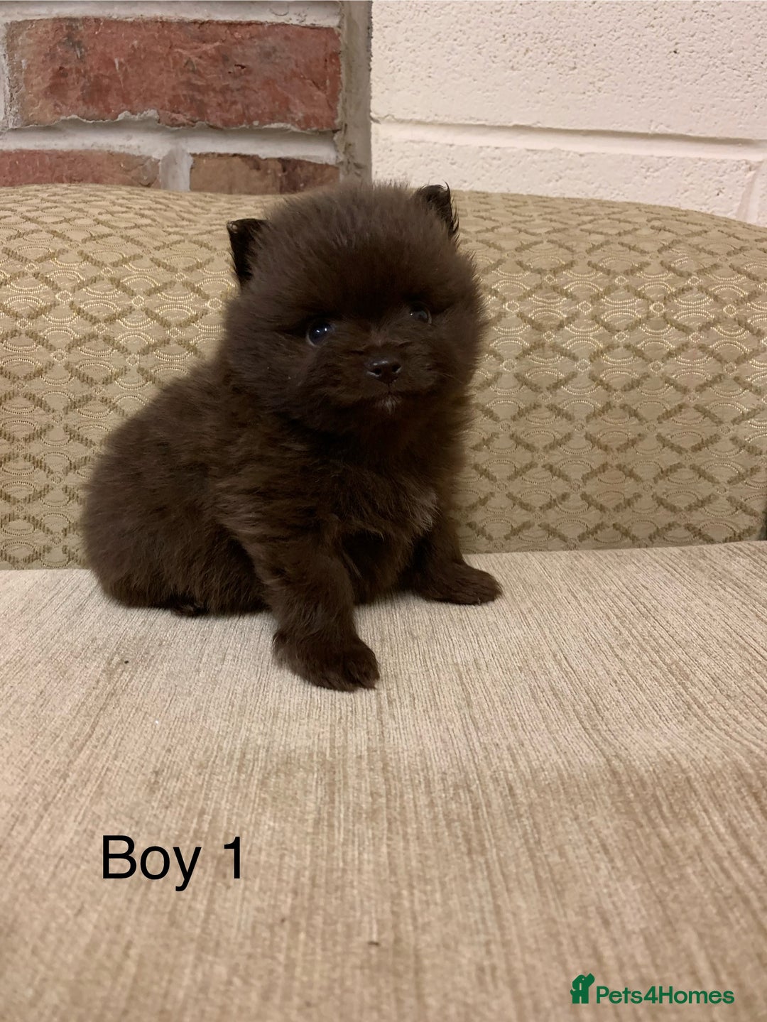 Pomeranian dogs for sale: Chocolate Pomeranian boys - Image 3