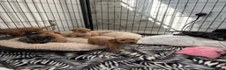 Cockapoo dogs for sale: Beautiful f2 cockapoo pups  in Peterlee - Advert 2