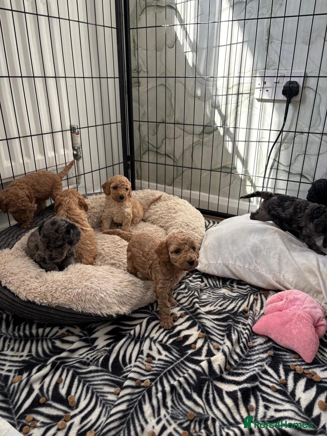 Cockapoo dogs for sale: Beautiful f2 cockapoo pups  in Peterlee - Advert 2