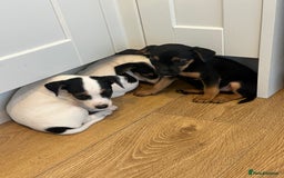 Jack Russell dogs for sale: Traditional Jack Russell Puppies  - Image 4