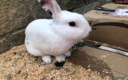 Mixed Breed rabbits for sale: Friendly Rabbit - Image 4