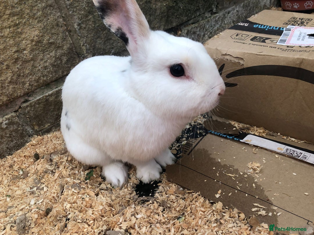 Mixed Breed rabbits for sale: Friendly Rabbit - Image 4