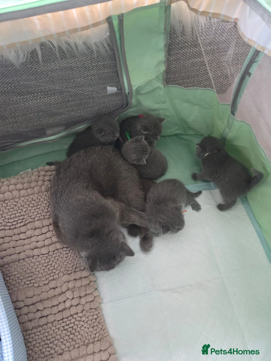 British Shorthair cats for sale: Beautiful British Shorthair Blue Kittens  - Advert 6