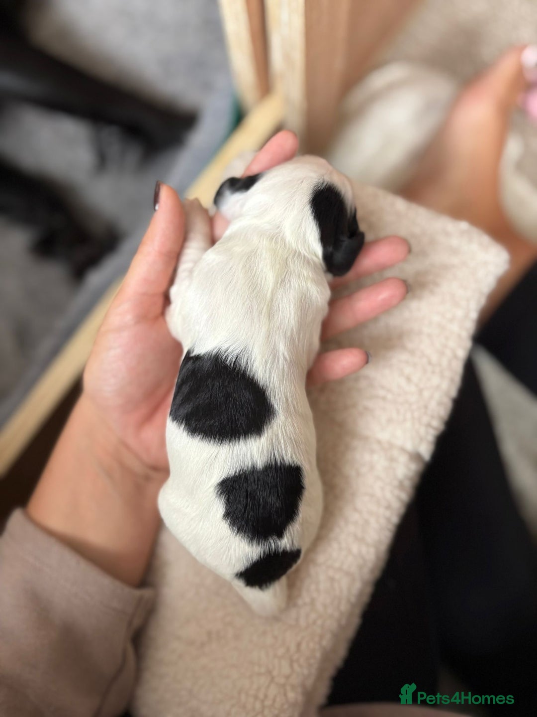 Cocker Spaniel dogs for sale: Working cocker spaniels for sale  - Image 19