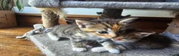 Mixed Breed cats for sale: Mix ragdoll kittens for sale  - Advert 8