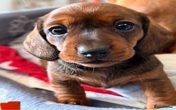 Miniature Dachshund dogs for sale: Miniature Dachshund puppies - Image 4