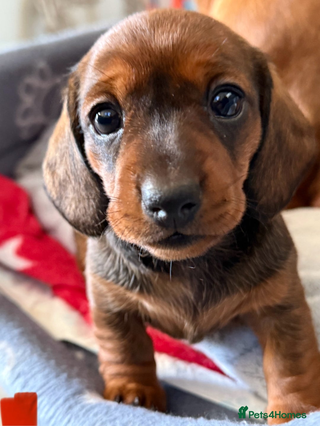 Miniature Dachshund dogs for sale: Miniature Dachshund puppies - Image 4