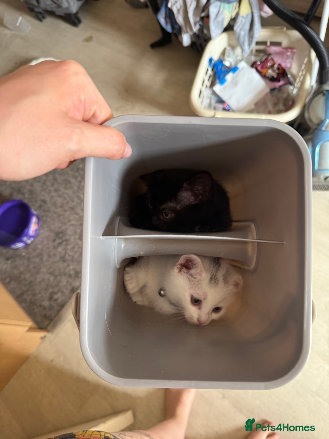 British Shorthair cats for sale: 2x male kittens ready to go now  - Image 1