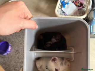 British Shorthair cats - Advert 22