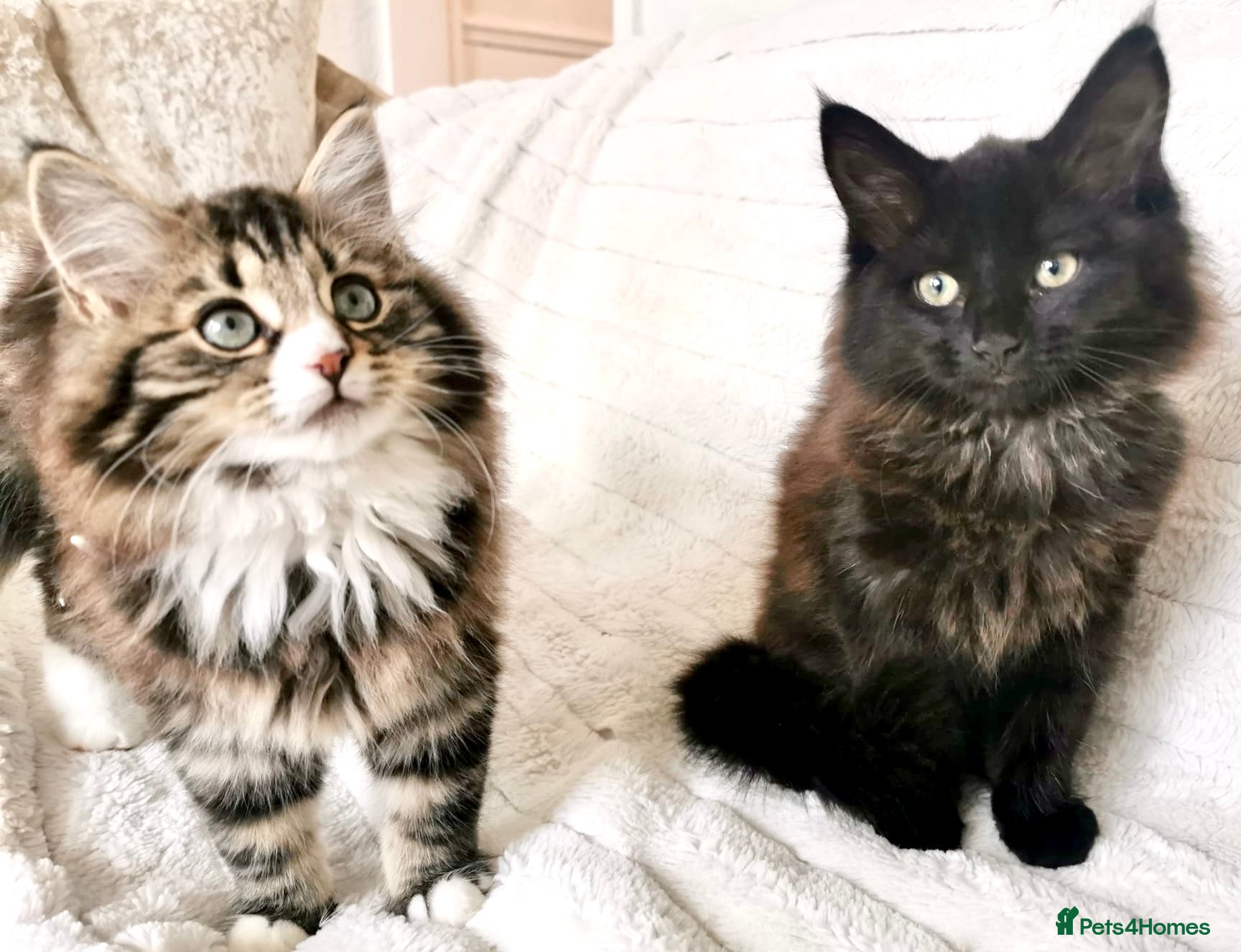 Mixed Breed cats 2 LEFT. Maine Coon Kittens - Advert 17