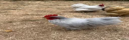 Chickens poultry for sale: Lavender Pekin Bantam Cockerels  - Advert 2