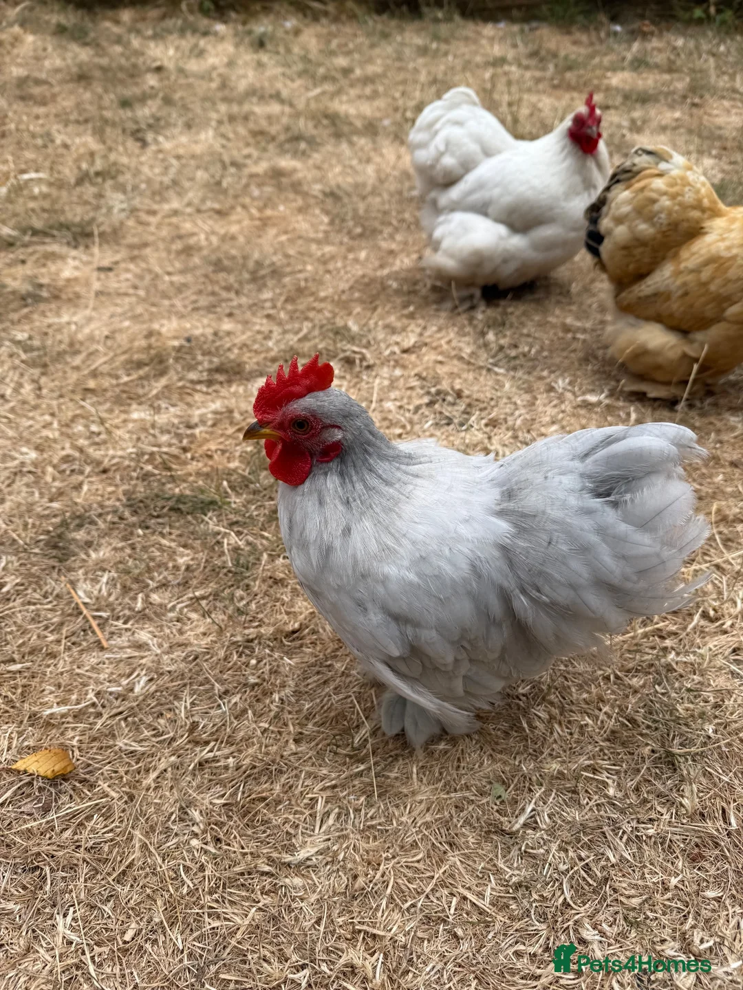 Chickens poultry for sale: Lavender Pekin Bantam Cockerels  - Advert 2