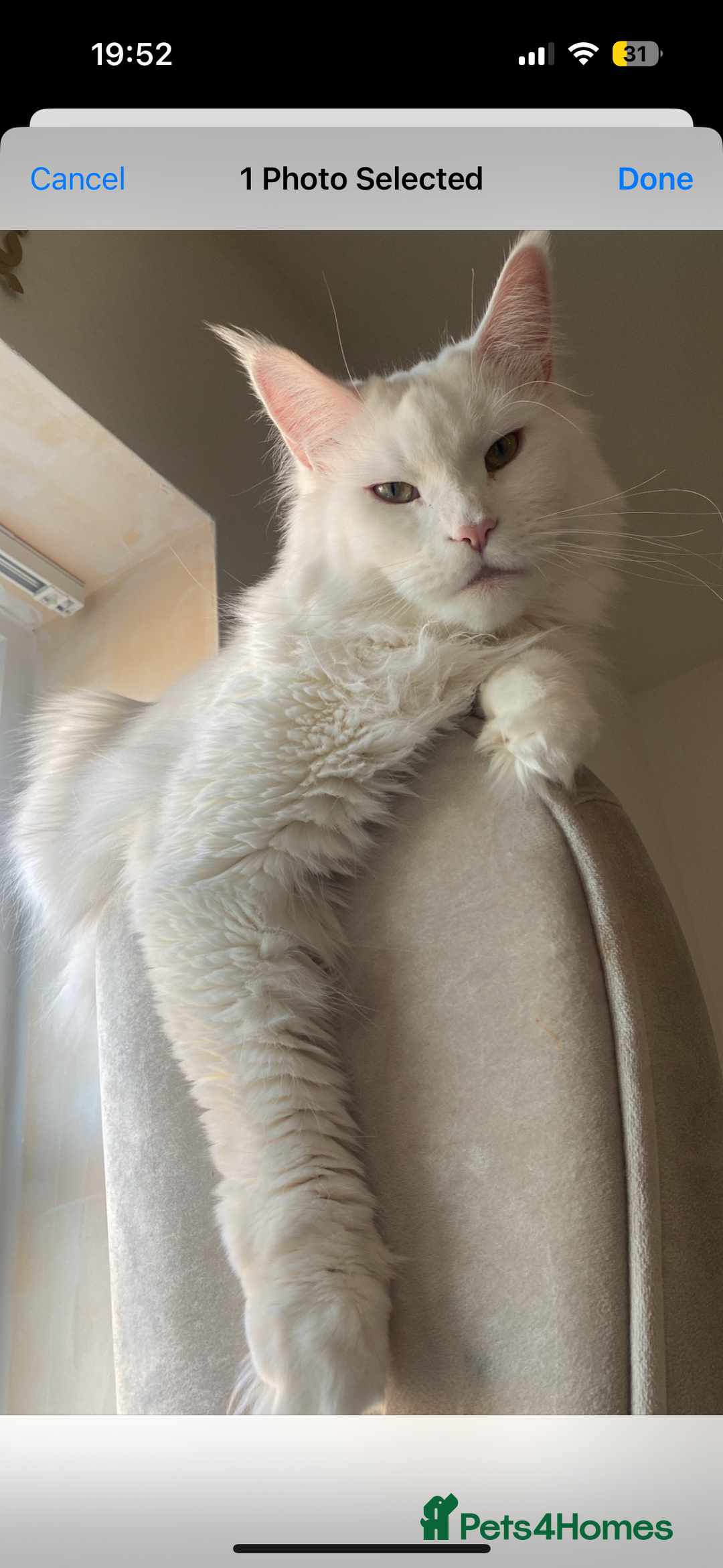 Maine Coon cats for sale: Beautiful Bella - Advert 4