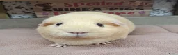 Guinea Pig rodents for sale: Female Guinea Pigs - Leeds collection - Advert 2