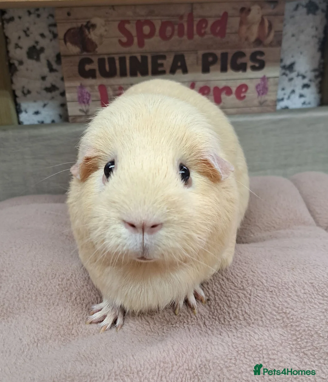 Guinea Pig rodents for sale: Female Guinea Pigs - Leeds collection - Advert 2