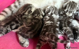 British Shorthair cats for sale: GCCF Rare Show Quality BSH Silver Tabby Kittens - Image 15