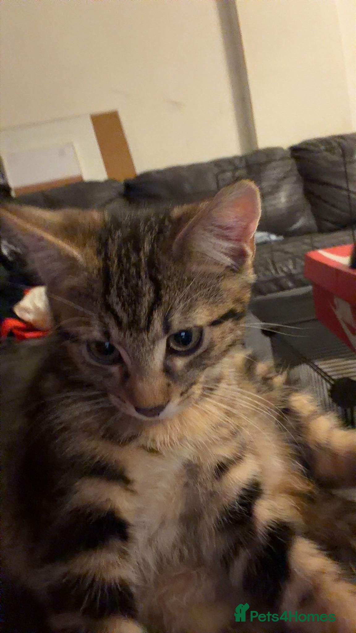 Mixed Breed cats Two female tortoise looking kittens - Advert 1