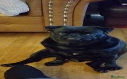 Pug dogs for sale: Max the pug  - Image 3