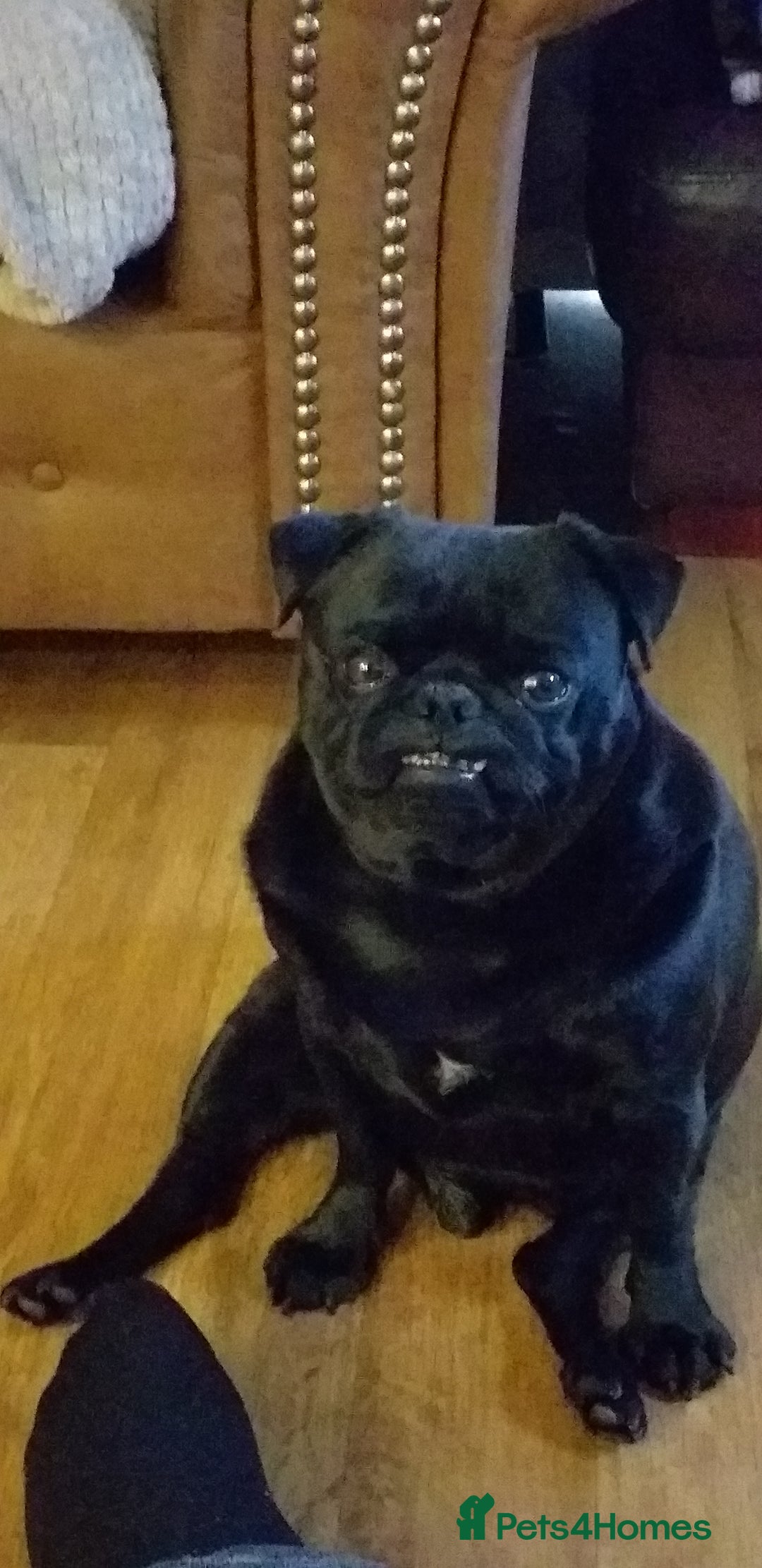 Pug dogs for sale: Max the pug  - Image 3