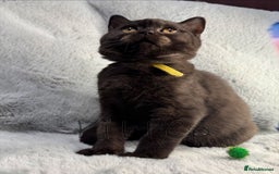 British Shorthair cats for sale: LAST 2 GCCF BSH Kittens – Ready NOW!! in Slough - Image 26