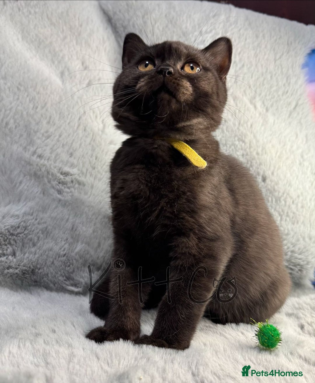 British Shorthair cats for sale: LAST 2 GCCF BSH Kittens – Ready NOW!! in Slough - Image 26