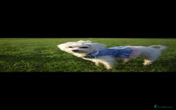 Maltese dogs for sale: ✨ Exquisite Maltese Puppies Available✨ - Advert 19