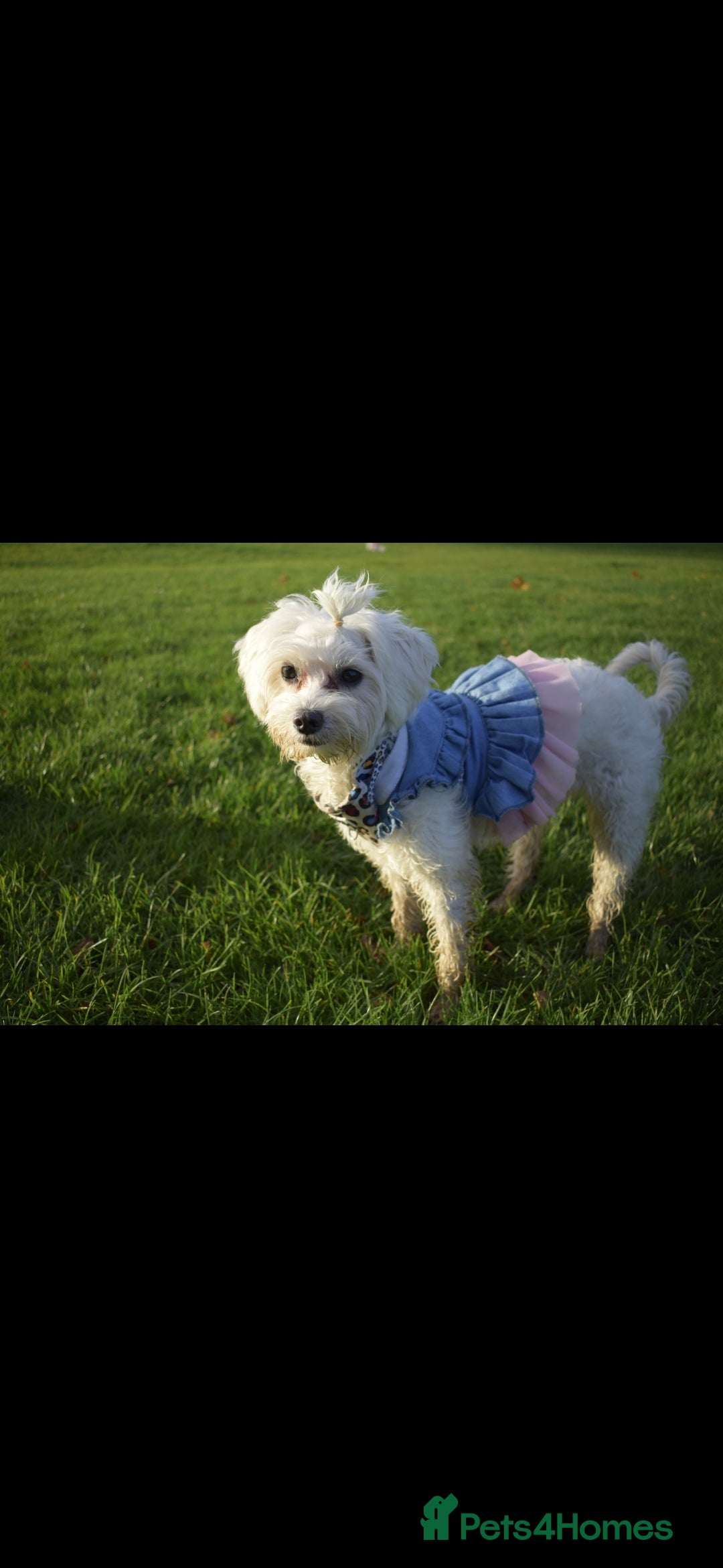 Maltese dogs for sale: ✨ Exquisite Maltese Puppies Available✨ - Advert 19