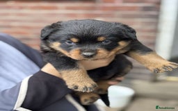 Rottweiler dogs for sale: 5 chunky pure pedigree Rottweiler pups - Image 13