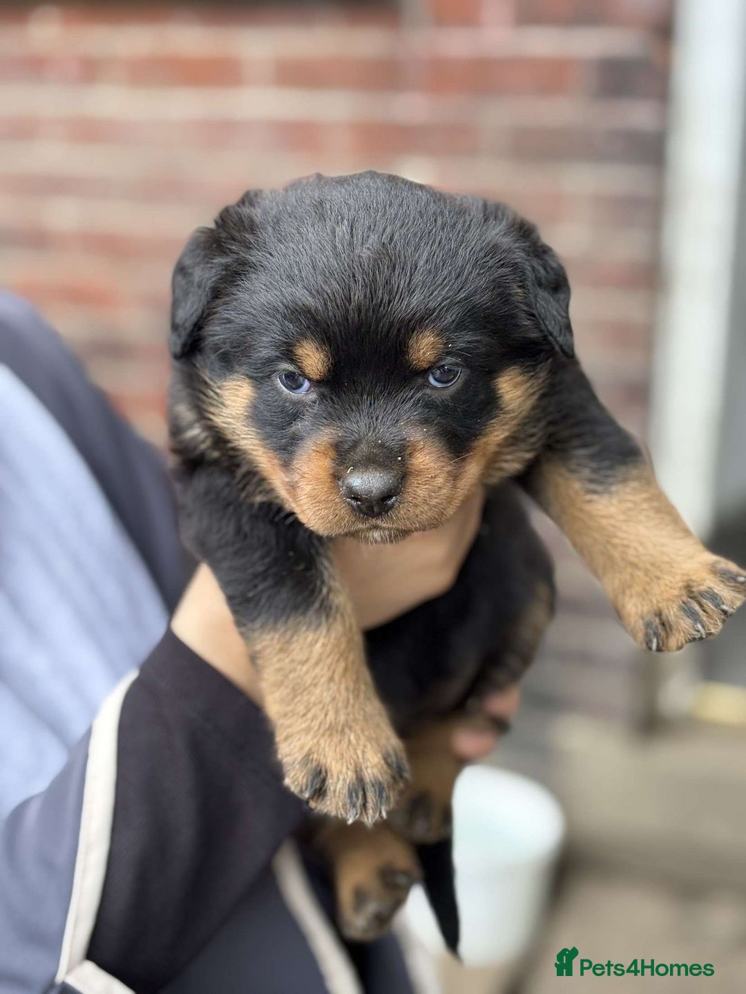 Rottweiler dogs for sale: 5 chunky pure pedigree Rottweiler pups - Image 13