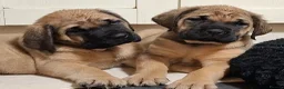 Mastiff dogs for sale: Mastiff puppies  in Galashiels - Advert 15