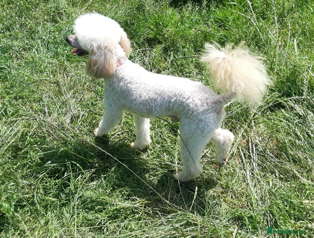 Toy Poodle dogs for stud: Biscuit, proven toy poodle available for stud in Saint Austell - Advert 6