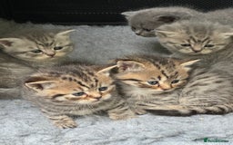 Scottish Fold cats for sale: Scottish straights  - Image 20