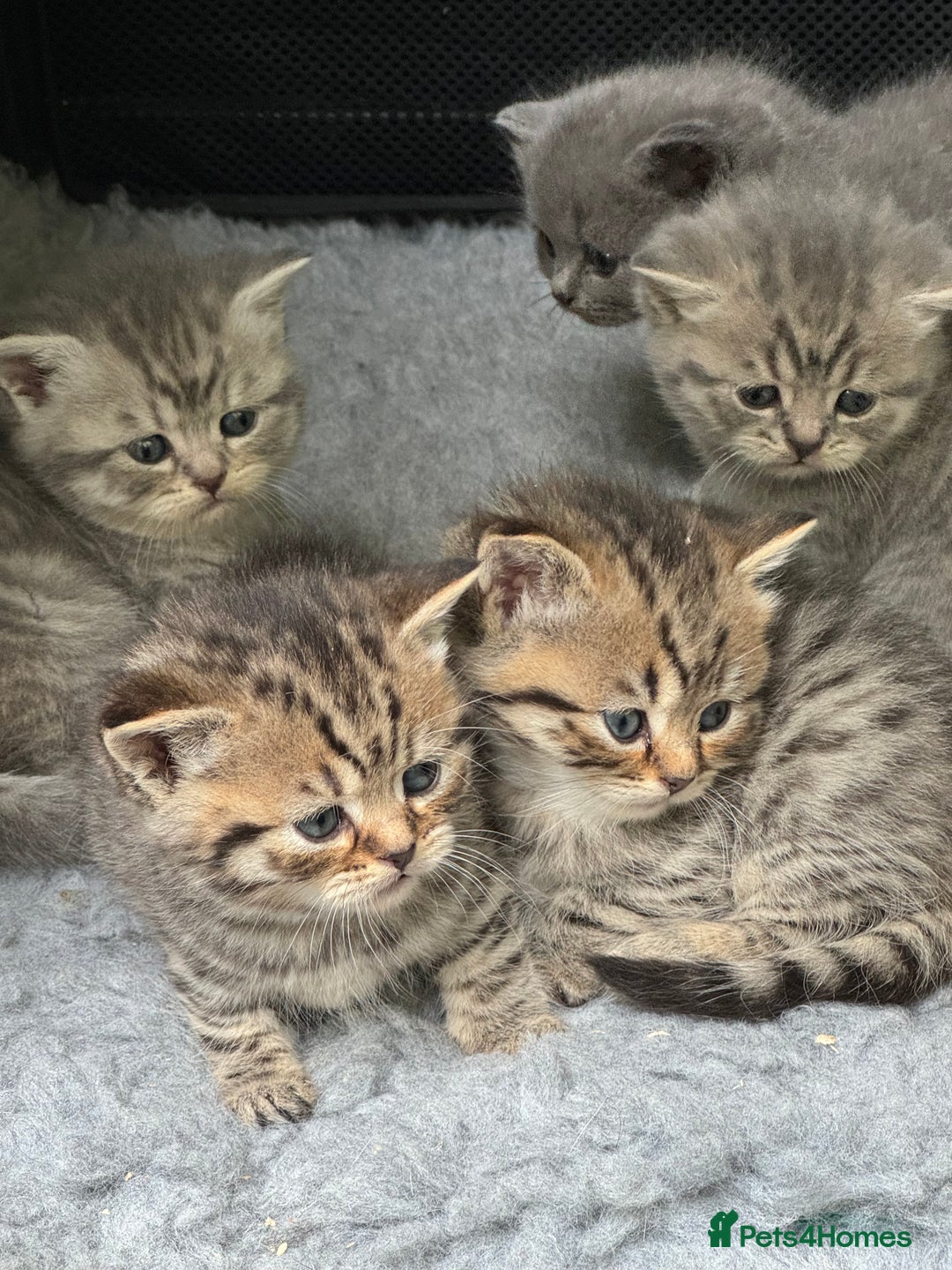 Scottish Fold cats for sale: Scottish straights  - Image 20