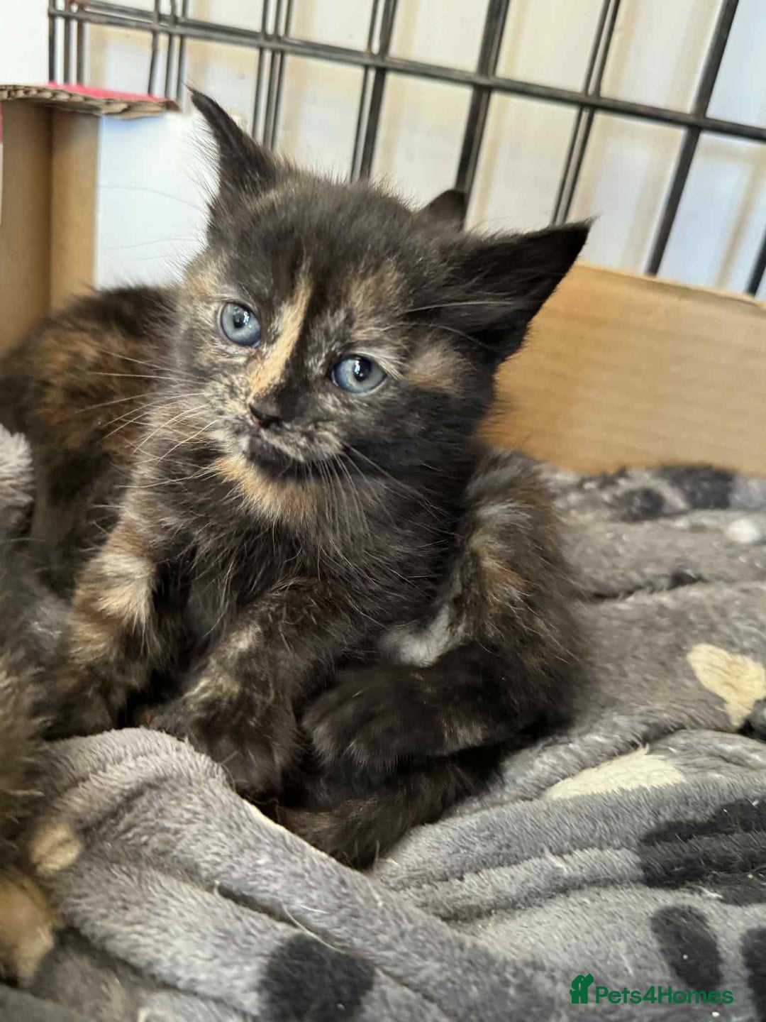 Mixed Breed cats for sale: Lovely mixed breed Kitrens for sale.  - Image 22