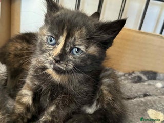 Mixed Breed cats - Advert 17