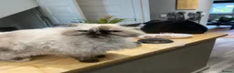 Persian cats for sale: Poppy - Advert 3